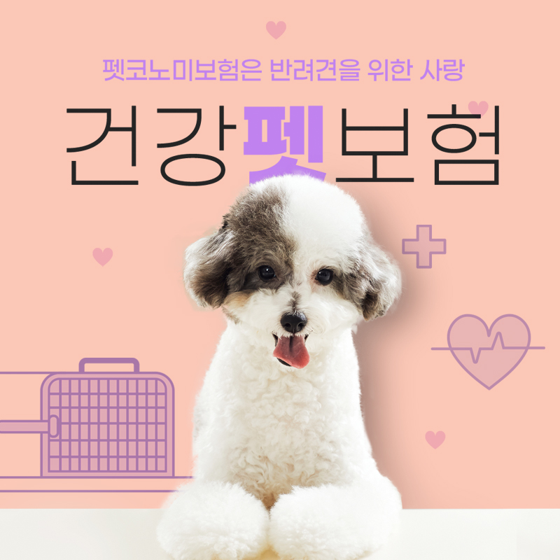 건강 펫보험