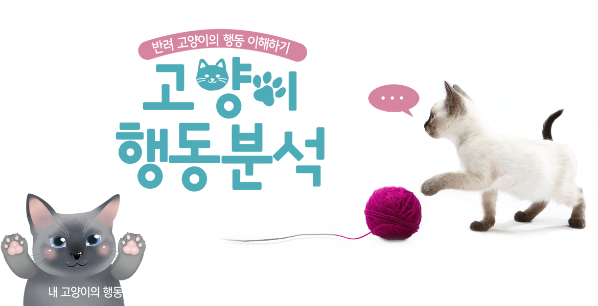 반려 고양이의 행동 이해하기, 고양이 행동분석, 내 고양이의 행동에 따른 심리 상태 알아보자!